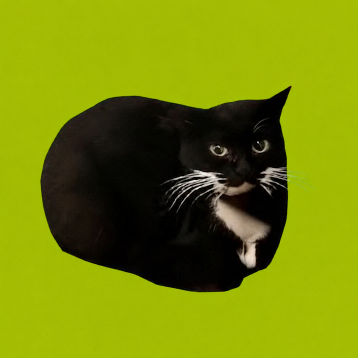 Maxwell loafed on a bright green background
